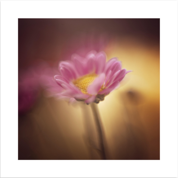 Fine Art Print | Amber & Violet | 50x50cm | Giclée Print
