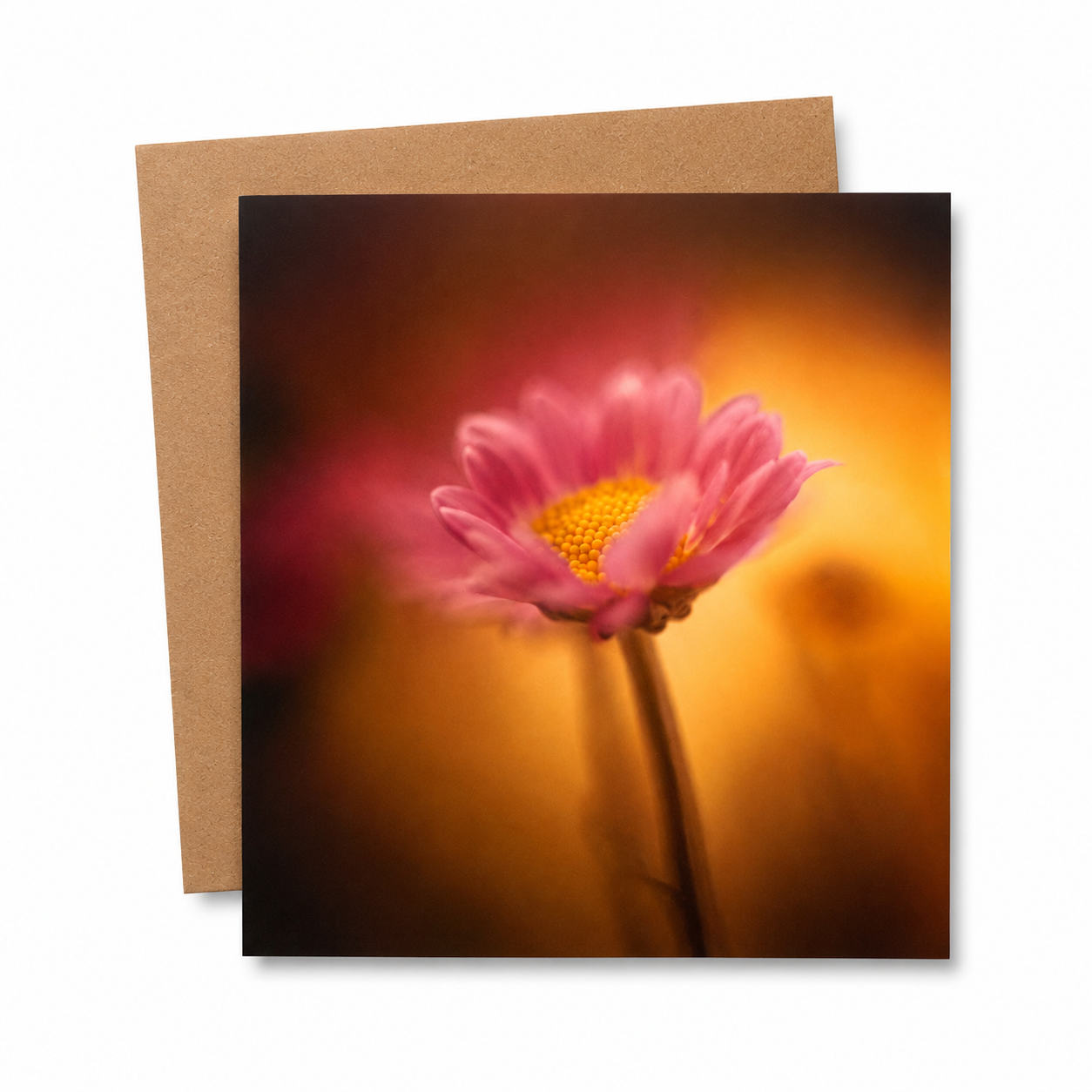 Greetings Card | Amber & Violet | 15x15cm | Blank Inside
