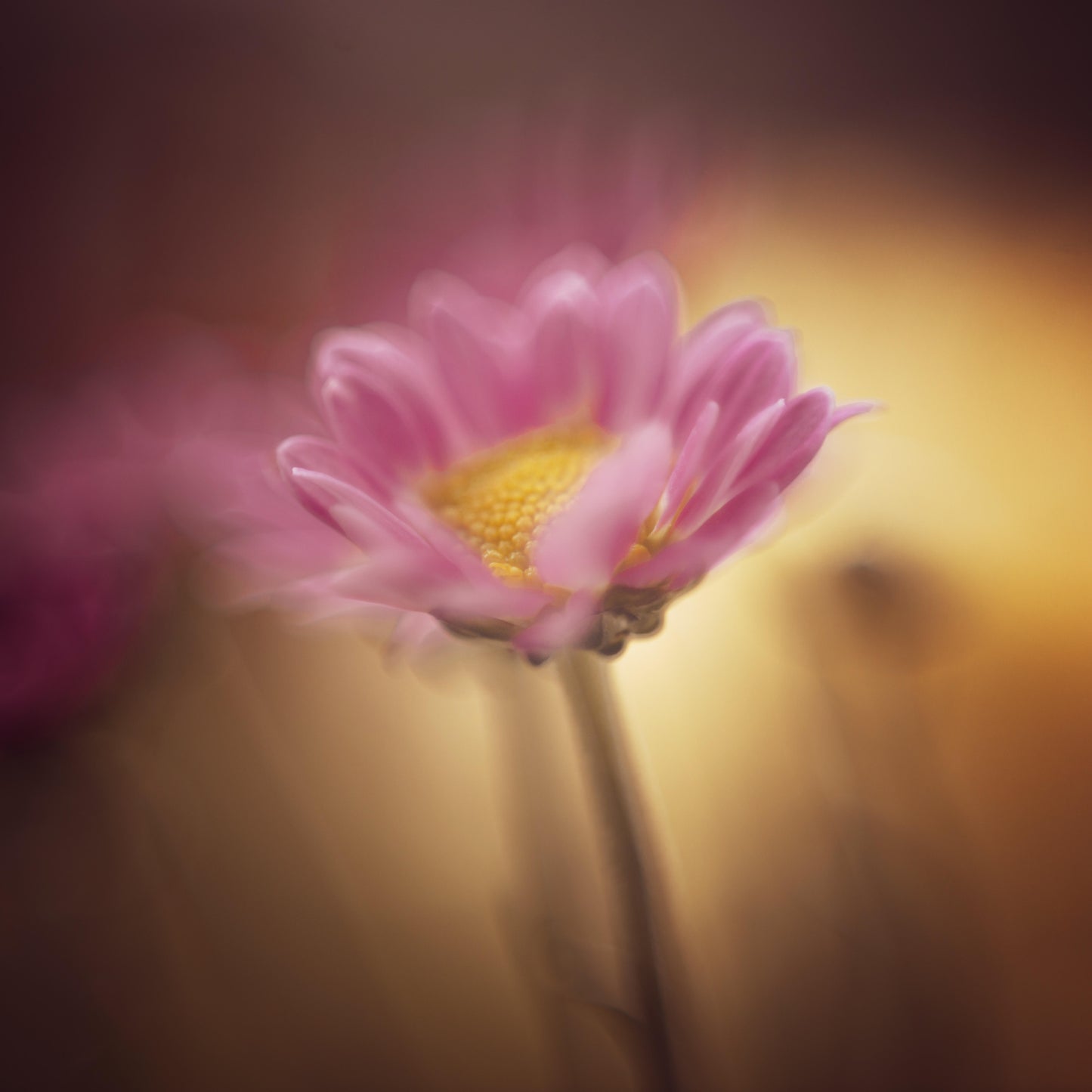 Fine Art Print | Amber & Violet | 50x50cm | Giclée Print