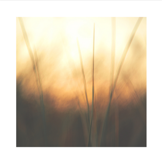Fine Art Print | Cinnamon & Saffron | 50x50cm | Giclée Print